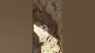 Обнаружили странные яйца: чьи непонятно