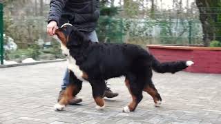 Dream | 7m gorgeous female Bernese Mountain Dog by Euro Puppy 43 views 2 months ago 34 seconds