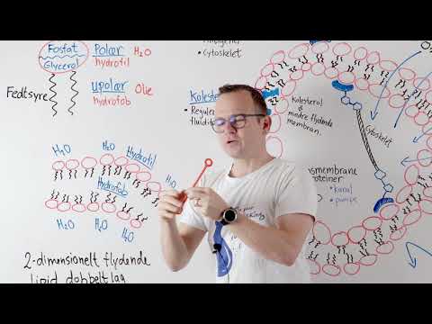 Video: Hvilke proteiner findes i cellemembranen?