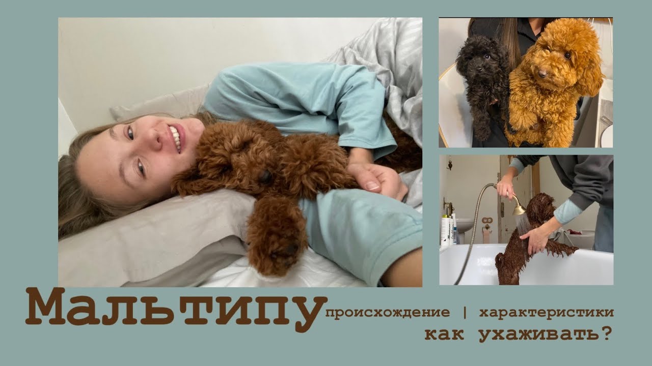 порода собак для аллергиков