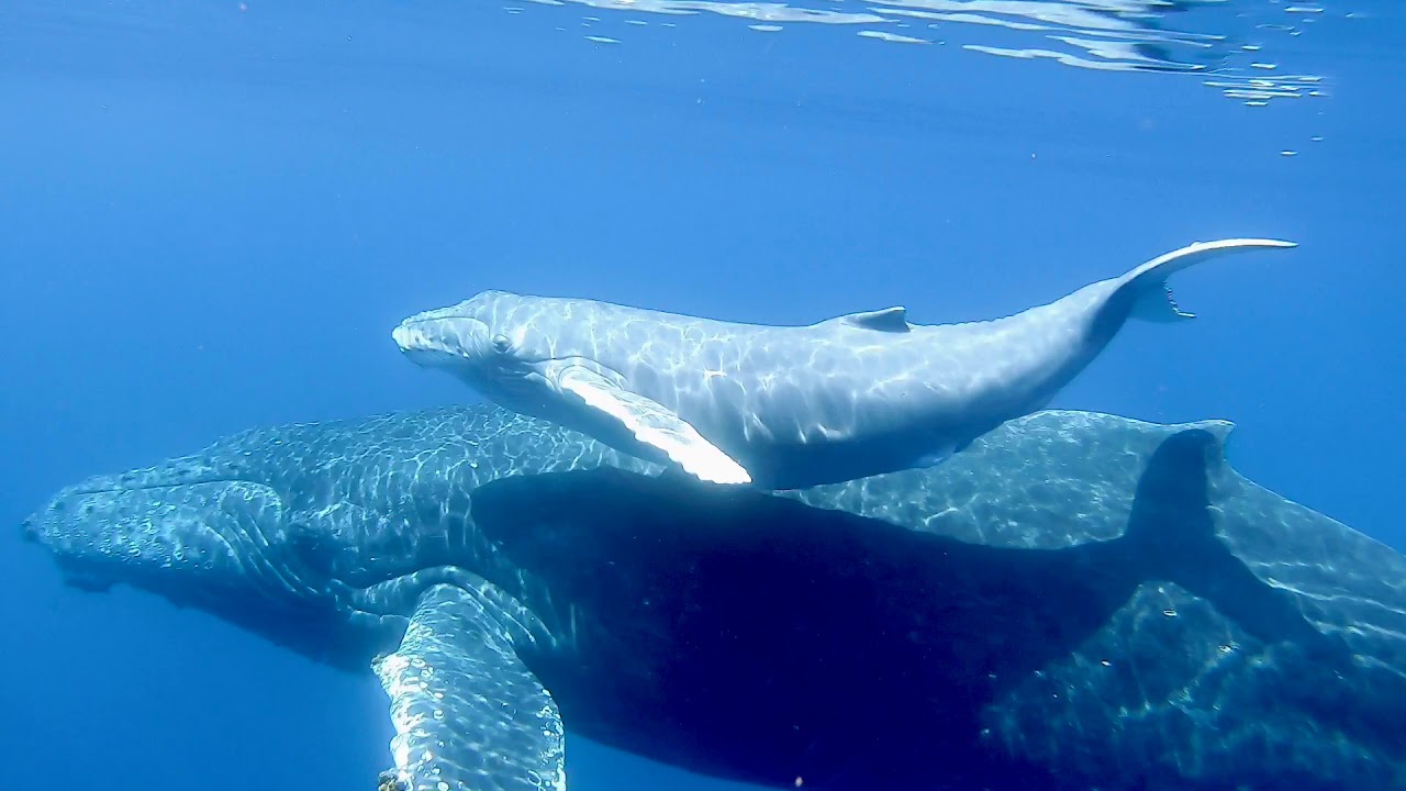 ホエールスイム Mogurina 海ブログ ホエールスイム Mogurina 海ブログ