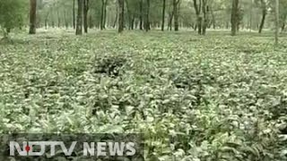 North Bengal Tea Garden Workers Facing Hunger Death Promised Relief