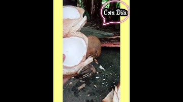 #128 Cách Nạo Cơm Dừa Vườn trái cây rau củ quả Việt Nam Oddly Satisfying Fresh Farm Cutting Coconut