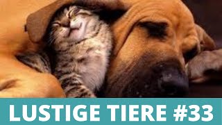 😹 LUSTIGE TIERE 😹 - Compilation lustige und witzigen Tiere Videos #33