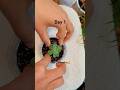 Day1 to 2 months🥰🤩#shorts #garden #gardening #youtubeshorts #shortvideo #trendingshorts #viral
