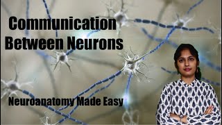 Communication between Neurons| Neuroanatomy Made Easy| Neuroscience | Neurology | Action Potential