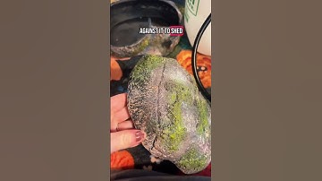 How I setup a leopard gecko humid hide! #geckos #leopardgeckos #reptilekeeper #reptilesetup #reptile