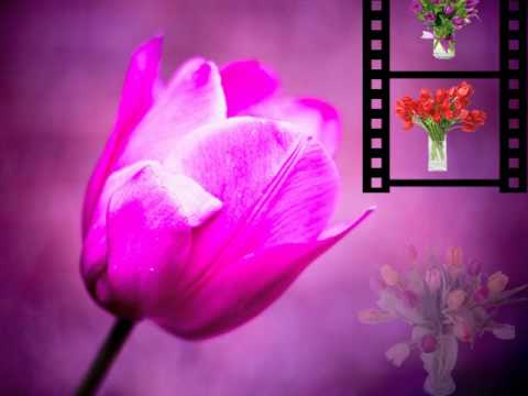 Video: Makala Ya Kibaolojia Ya Tulips
