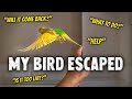 What to do if Your Bird Escaped
