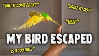 What to do if Your Bird Escaped