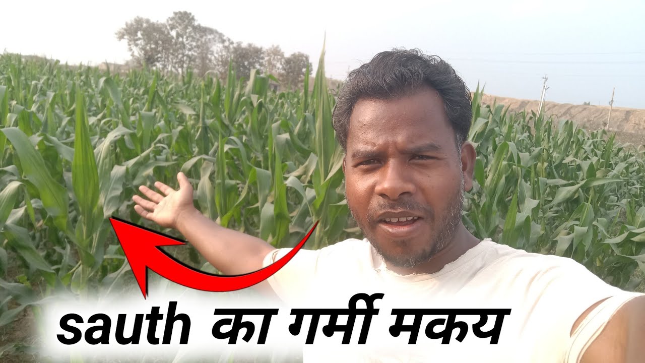 देखिए गर्मी माखय south में 😲 