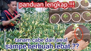 tutorial menanam cabe dari awal sampe berbuah.#cabe #garden #caberawit