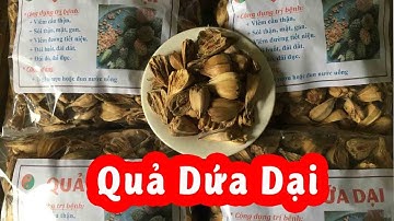 Tác Dụng Quả Dứa Dại Và Mua Quả Dứa Dại Ở Đâu Tốt