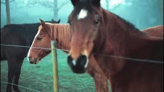 horse spankbang