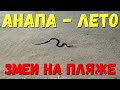 АНАПА - ЗМЕИ 🐍 - ПОЧЕМУ МЕСТНЫЕ КУПАЮТСЯ В ШОРТАХ? УТРО!