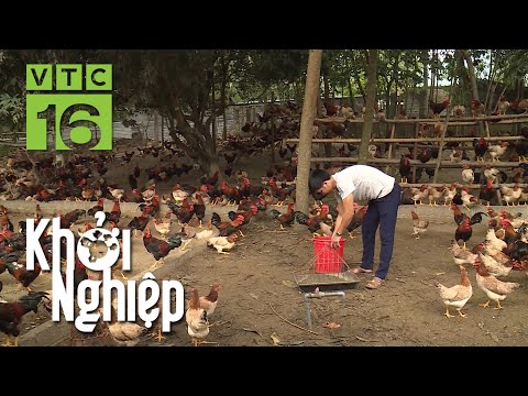 "Chủ tịch" chăn nuôi gà quy mô 6000 con/lứa | Khởi nghiệp 723 | VTC16