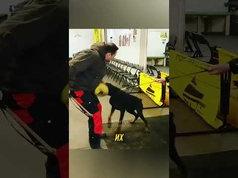 Зачем ДОБЕРМАНАМ обрезают УШИ и ХВОСТЫ? 😯 #Shorts