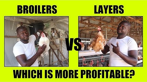 Which is better BROILER or LAYERS?