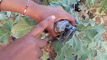 Artificial hybridization