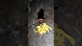 Cockroach || Maggie Lover                                                #shorts #trending #food