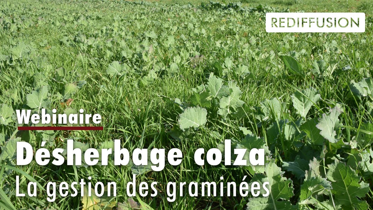 Pousse Colza Désherbage colza : la gestion des graminées, un enjeu - RTTI 2023 - YouTube