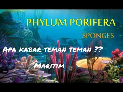  Salah  satu  contoh  hewan  dari filum porifera kelas calcarea 