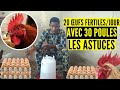 Obtenez 20 ufs fertilesjour comment installer le poulet goliath reproducteurs levage de poulet