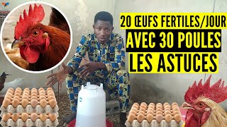 OBTENEZ 20 œufs fertiles/JOUR, comment installer le poulet goliath reproducteurs (élevage de poulet)