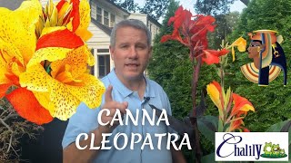 Canna Cleopatra  Hail to the Queen!!