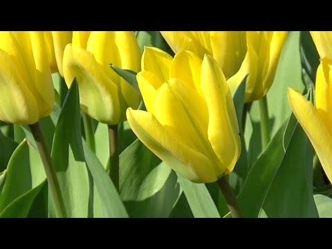 Tulip 'Yellow Purissima' (or 'Yellow Emperor') - FarmerGracy.co.uk ...