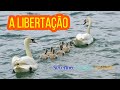 A LIBERTAÇÃO - Hino Avulso CCB - Severino Joaquim - COVER