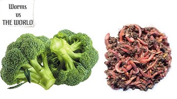 Watching Worms turn Broccoli into POOP in 30 days!!!