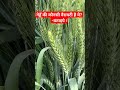 ग ह क ख त Gehu Ki Kheti Gehun Ki Kheti Wheat Farming Gahu Lagwad Gehu ग ह क ख त Gehu Ki Kheti Gehun Ki Kheti Wheat Farming Gahu Lagwad Gehu
