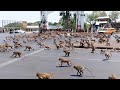 Terríveis Invasões de animais em massa a grandes cidades