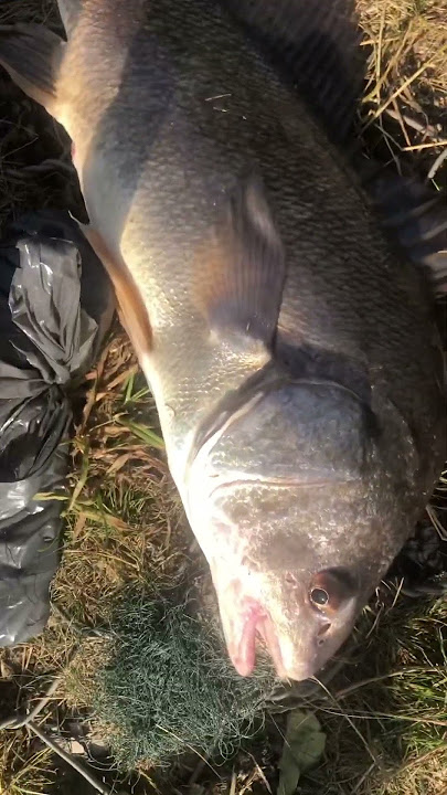 Did you know fish smiles? #fishing #sheephead