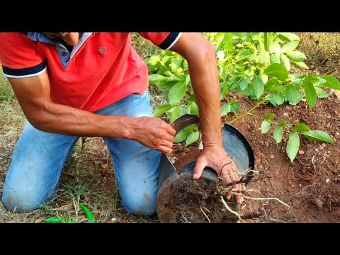 فيديو: شجرة الجوز: ميزات الزراعة