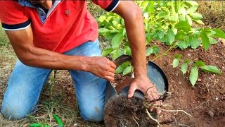 لهاذا السبب يجب زراعة شجرة جوز في المنزل Walnut tree planting