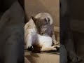 Singapura cat. の動画、YouTube動画。