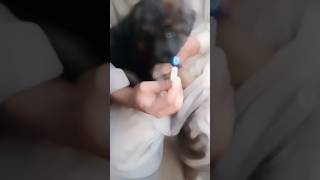 Cute Dog Licking Lollipop Fluppy