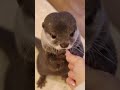 上目遣いのカワウソが可愛すぎてやばい😍 #shorts