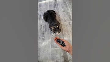 Cute Tommy 😺 Playing with Beads and balls🥎🔵| Reverse video #shorts