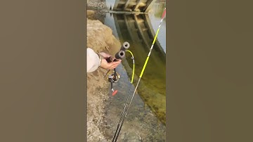 Cần câu máy đứng 2 khúc câu bè, câu dìa, câu ngâm fishing rod for sea #fishing #fishingrod