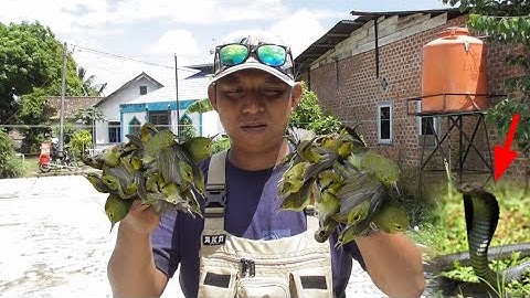 Mikat Pakai Benda Ini Bisa Dapet Sekarung