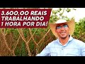 Como transformar sua CHÁCARA em negócio LUCRATIVO com plantio de MANDIOCA (parte 03)!!!