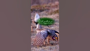 #سورة_الفلق #اكسبلور #المصحف #تيك_توك #الرحمن #duet #القزابري #حالات_واتس #الورقات