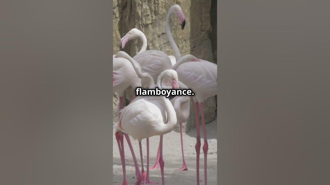 A group of flamingos is called a "flamboyance" - YouTube
