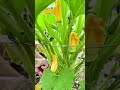 #Howto trim #squashplants &amp; why I like to #growvertical in #tomatocages. #gardening #garden #squash