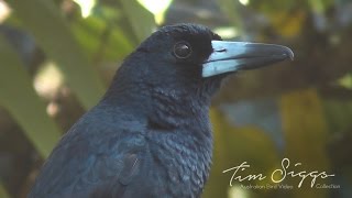 Burung daging hitam ( Cracticus quoyi ) Klip Video HD 1/1 Tim Siggs.ABVC