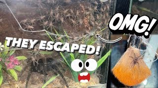 Tarantula RANDOMLY has HUNDREDS of CRAZY BABIES ~ Escaped in my Room !!!