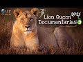 Lion pride 2022 malika  the lion queen documentary 2022english subtitles  nat geo wild
